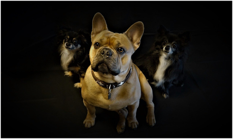dogs-three-french-bulldog-chihuahua-4900774
