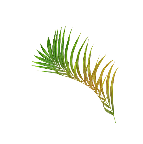 palm-leaf-leaves-green-tropical-4324140