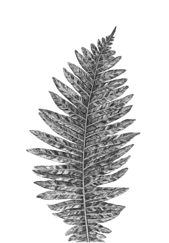 fern-leaf-plant-nature-environment-4712655