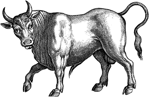 bull-animal-line-art-cow-bovine-5292568