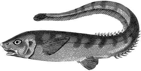 fish-scales-fins-animal-line-art-5677352