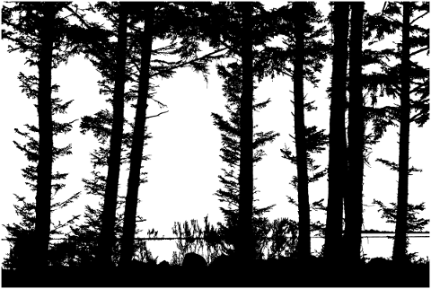 forest-trees-silhouette-branches-5207016