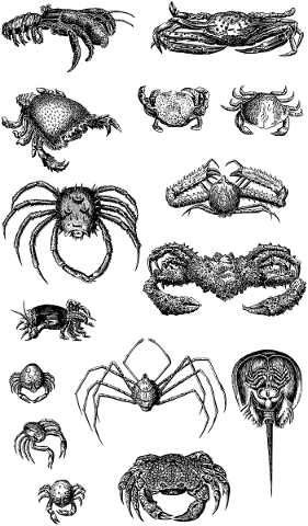crab-crustacean-line-art-animal-5221313