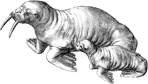 walrus-animals-line-art-calf-5782966