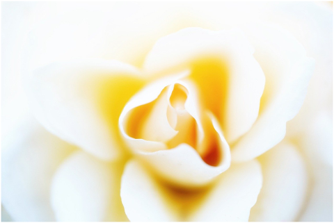 rose-white-tender-beauty-4948927