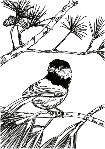 bird-black-and-white-sketch-branch-5097572