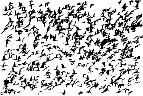 geese-birds-silhouette-goose-4164758