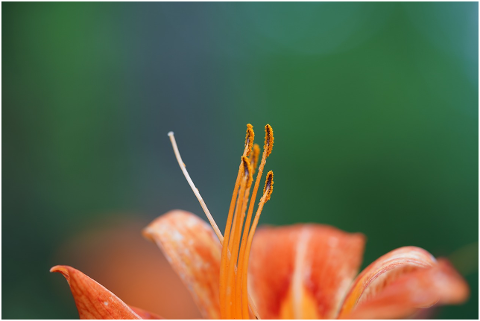 orange-nature-garden-flowers-4375078