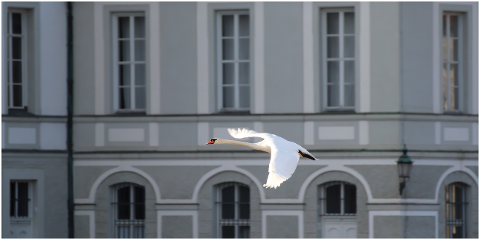 swan-flight-flying-building-castle-4408376
