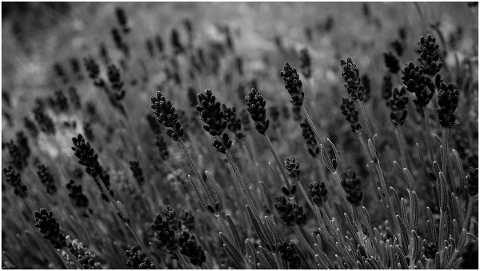 lavender-black-white-background-5204795