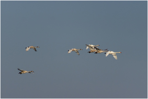 mute-swan-bird-swim-white-water-4596768