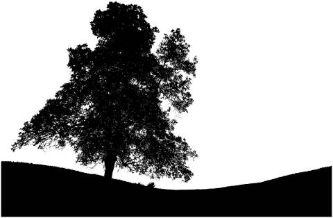 tree-landscape-silhouette-plant-4636378