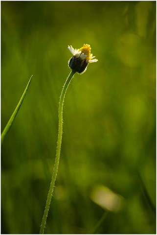 flower-flowers-nature-sun-flower-5161632