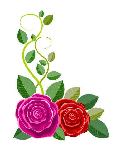 flowers-roses-floral-illustration-4375081