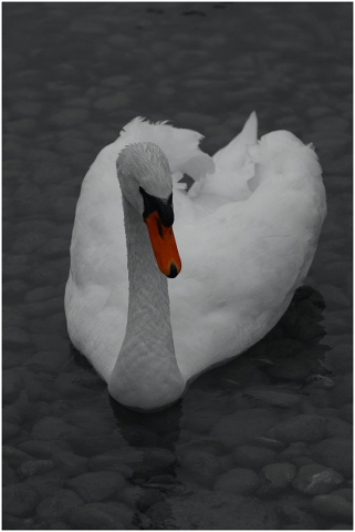 swan-red-filter-animal-bird-5191663