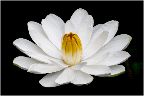 water-lily-flower-white-plant-4584863