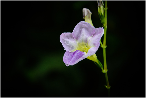 flower-green-nature-plant-bloom-4405811