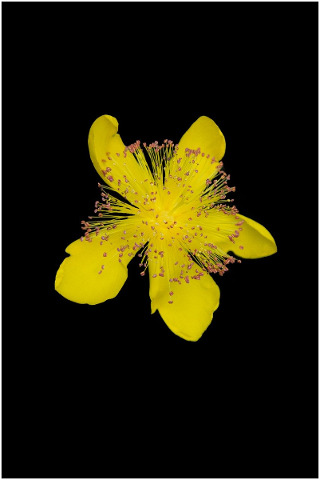 flower-garden-spring-flowers-5187998