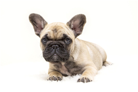 dogs-the-french-bulldog-dog-tough-4716737