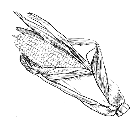corn-line-art-drawing-coloring-4410949