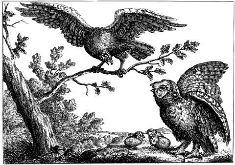 owl-eagle-line-art-birds-animals-5178916