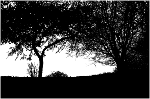 forest-trees-silhouette-branches-5783063