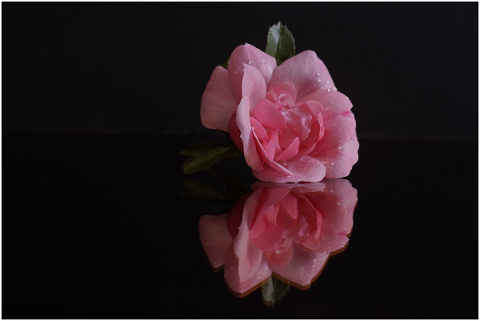 pink-flower-spring-nature-garden-5117883