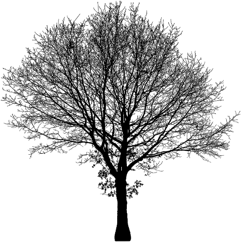 tree-silhouette-nature-trees-plant-4179485