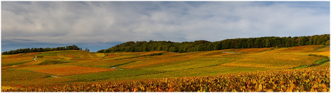 vignoble-champagne-automne-vigne-4589078