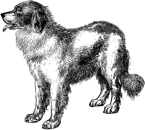 dog-canine-line-art-animal-pet-5198145