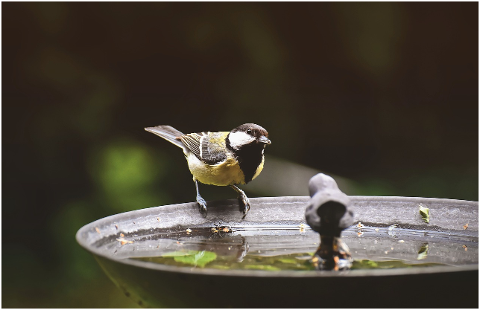 tit-water-bird-bath-watering-hole-4427577