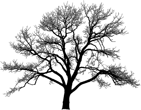 tree-nature-silhouette-wilderness-9645528