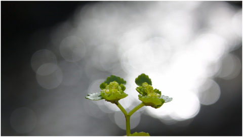 macro-green-plant-nature-bokeh-4899108