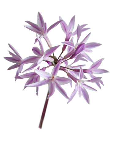 flower-social-garlic-plant-delicate-4975251
