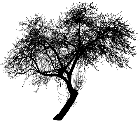 tree-landscape-silhouette-plant-5207994