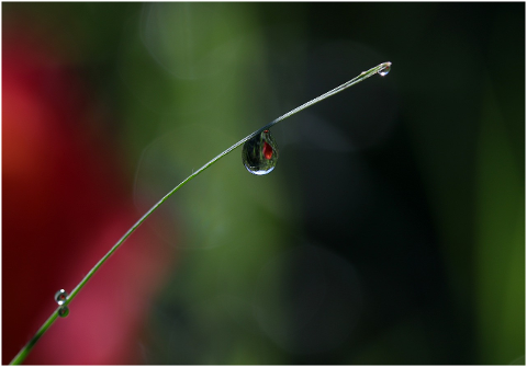 drops-water-macro-grass-nature-4324069