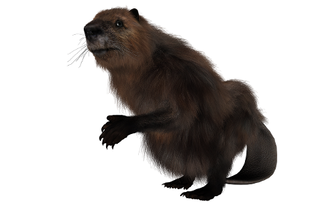 beaver-rodent-animal-mammal-4292308