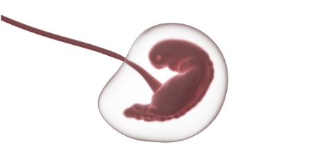 fetus-embryo-pregnancy-gestation-5555311