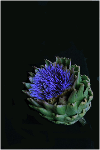 artichoke-blossom-bloom-vegetables-4798602