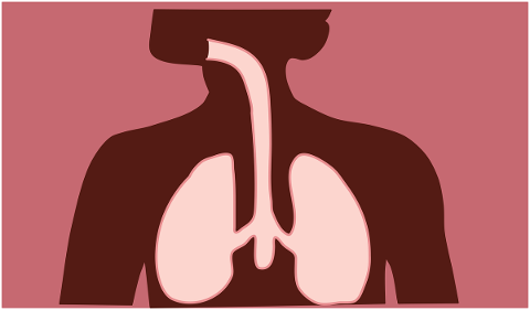respiratory-system-respiratory-body-4869736