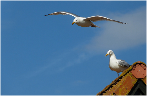 gulls-roof-birds-sky-blue-brick-4660109