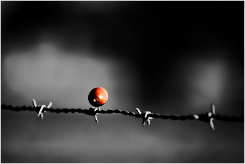 barbed-wire-wire-acorn-impaled-4583900