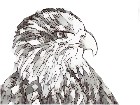 eagle-bird-of-prey-bird-raptor-5234973