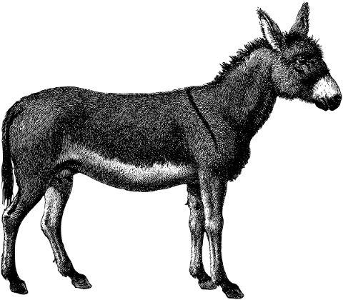 donkey-animal-line-art-ass-mule-5202490