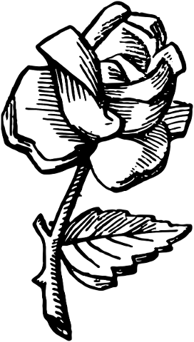 rose-flower-blossom-bloom-plant-5501091