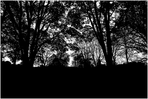 forest-trees-silhouette-branches-5142650
