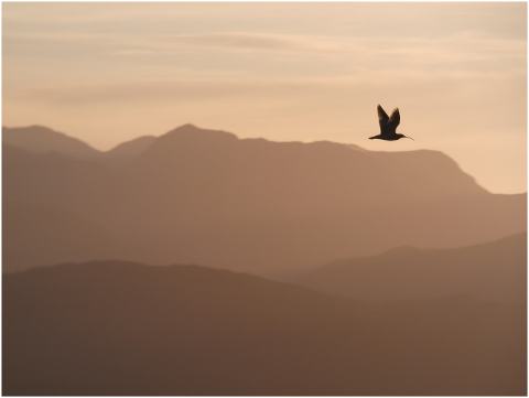 curlew-lake-district-mountains-4587900