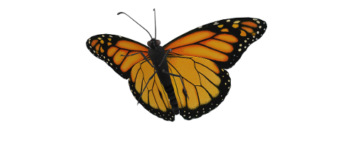 monarch-butterfly-butterfly-insect-5560851