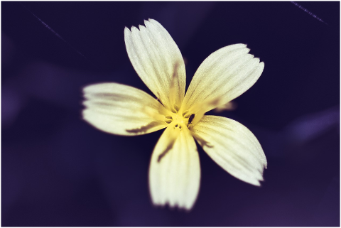 yellow-flower-bloom-dark-macro-4367879