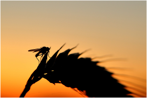 fly-silouhette-sunset-backlighting-4308662